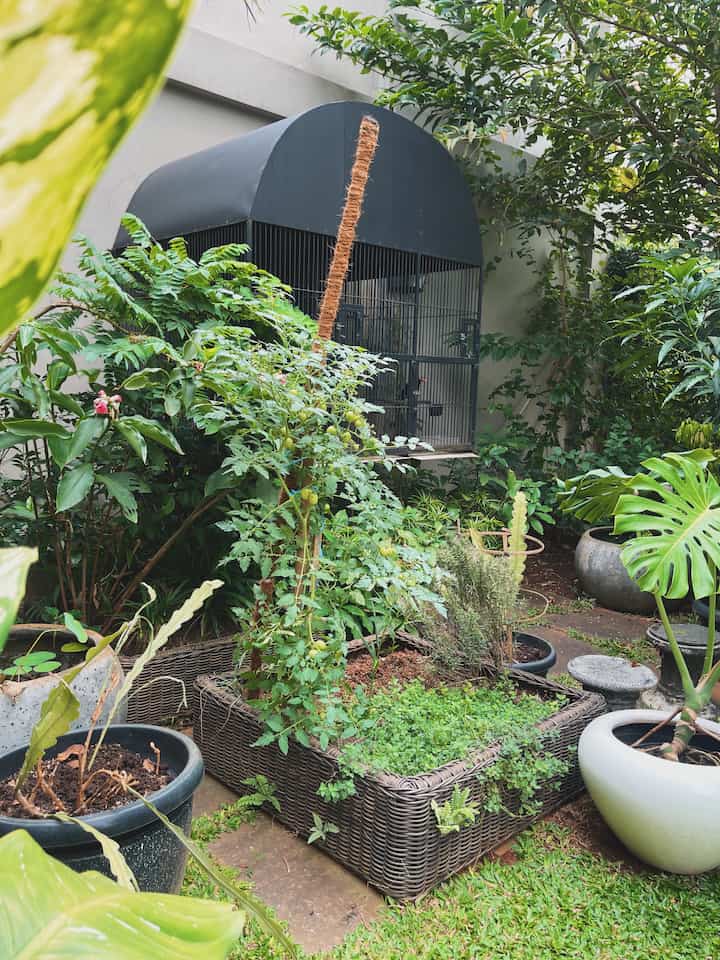 Taman halaman belakang #tanaman #taman #garden #tamanrumah