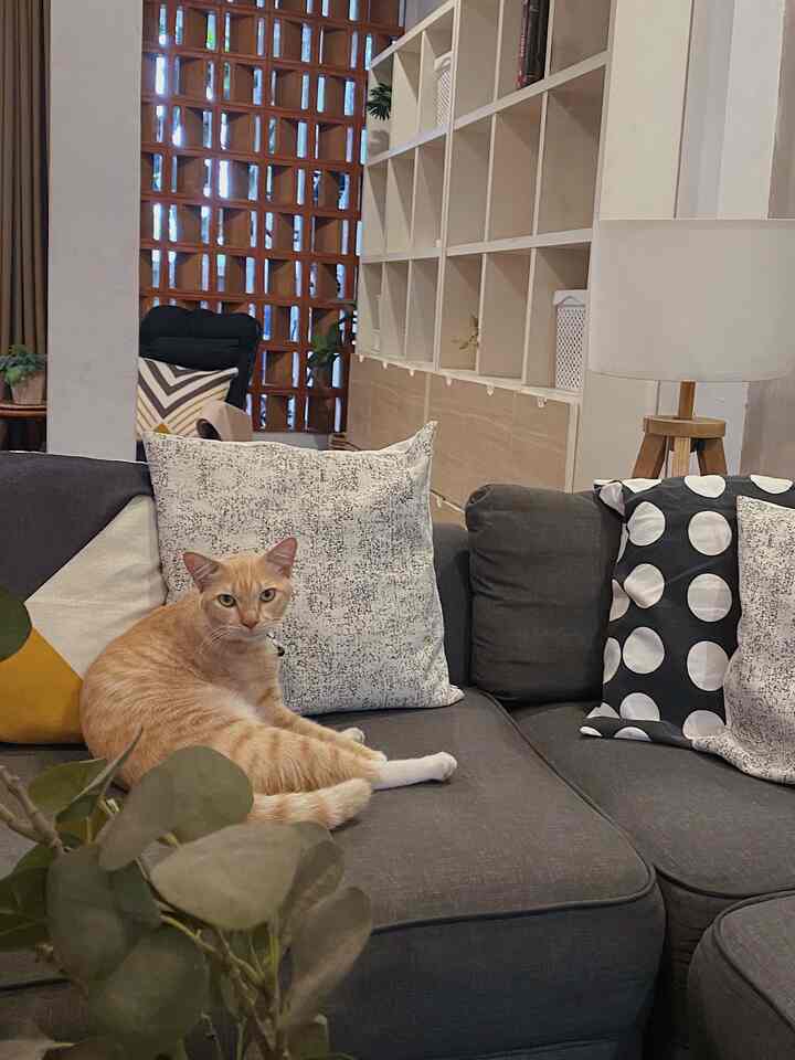 Warm-toned living room featuring a gray sofa and white shelving with an orange cat lounging on the sofa