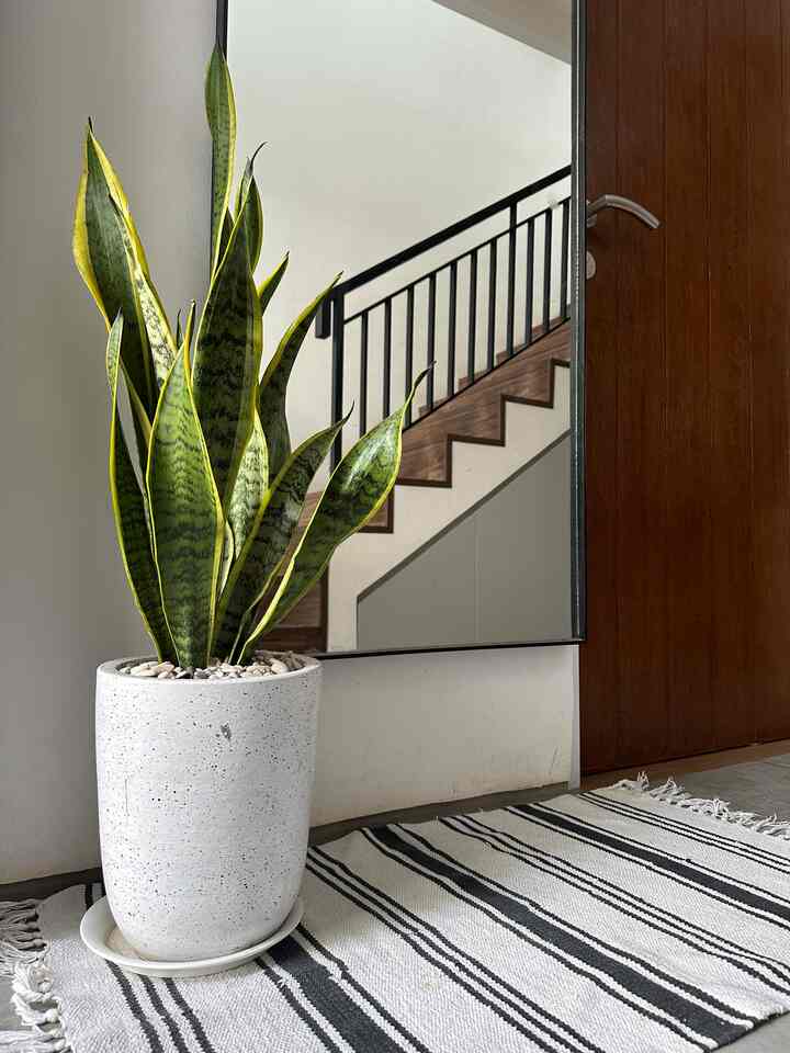 Entrance space with large mirror beside wood-toned door, featuring a Bohemian carpet and a tall potted plant against white walls