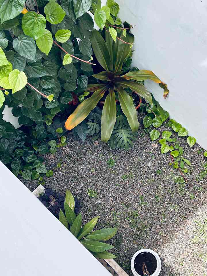 Satu hal penting yg bisa membuat udara di rumah lebih segar adalah dengan memanfaatkan lahan kecil menjadi taman yg ditumbuhi berbagai macam tumbuhan, salah satu taman di #boemisaturnus ini hanya berukuran 3x2 #tamankering #landscape #tanaman #tropical #bandung