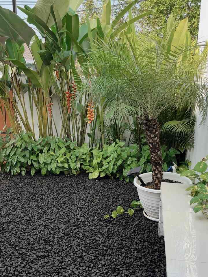 Taman kering di rumahku menggunakan batu split dengan tempat duduk dari homogeneus tile, dan beberapa tanaman tropis yang membuat adem

#inspirasitaman #tamankering #minitropicalgarden #idetaman