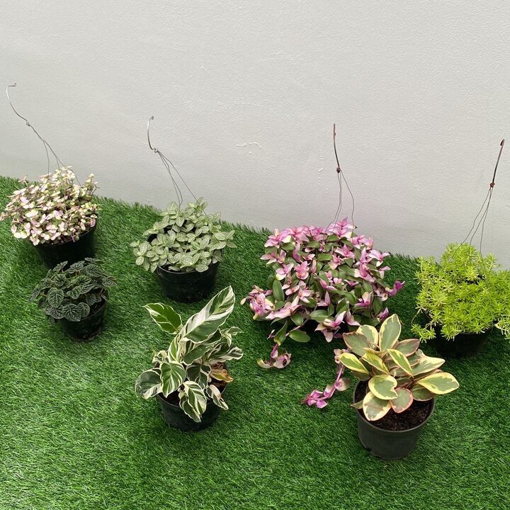 short form carousel card thumbnail