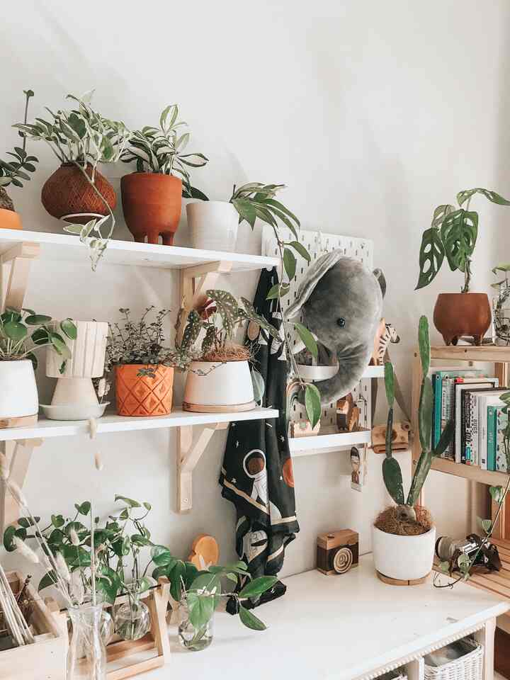 Ini foto kenangan saat pandemi..
banyak waktu santai untuk merawat tanaman.. dari iseng cuma beli 1-2 buah jadi tiba tiba ada banyak.

tapi merawat tanaman ternyata gak segampang itu.. apalagi aku orang nya lupaan 😅

paling sering tuh kalau lagi jemur taneman, suka lupa diangkat jadi kelamaan diteras rumah🥹🥹

#greynaehaus #tanamanhias #homedecor #rumahminimalis #rumahdengananak #rumahkecil #homestagram 