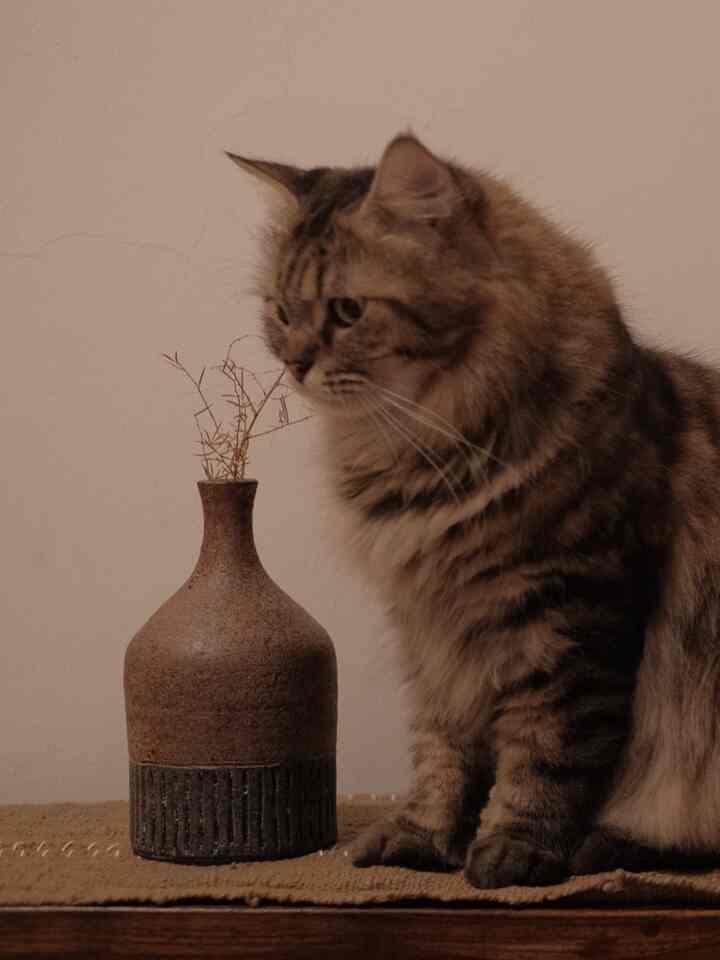 Cozy space with warm beige tones featuring a cat and a ceramic vase on a wooden surface