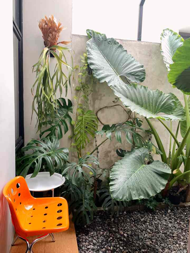 Potret spot untuk bersantai di halaman belakang rumah. Meskipun mungil tapi cukup untuk sekedar menghirup udara pagi dan melihat hijaunya tanaman 🌱🌿

#rumahmungil
#rumahkecil 
#rumahtropis
#rumahcluster
#halaman 
#inspirasihalamanbelakang
#homedecor