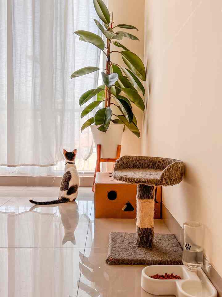 Sudut home office dulu pernah jadi camp anabul. Referensi cat tree dan pet dispenser estetik. Taro di ruanganpun masih oke diliat lah yah 😁

#homeoffice #petcorner #petstation #sudutrumah #ruangkerja 