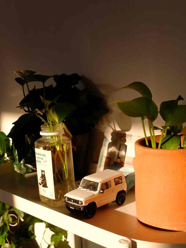 Sebagus itu sinar matahari sore saat masuk kedalam rumah 🌤️
#tinyhomecafe #tinyhome #minimalist #rumahmungil #homedecor #jimnytoy #plants #homedesign #livingroom #ruangtamu #cat #cats #kucing #petparent