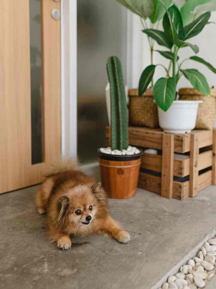Beberapa tumbuhan dalam rumah yang kami gunakan untuk memperindah interior, meningkatkan kualitas udara dalam ruangan, dan menciptakan suasana yang lebih hijau dan sejuk.

#kyoohouse
#bandung
#minimalist
#japandi
#petparent