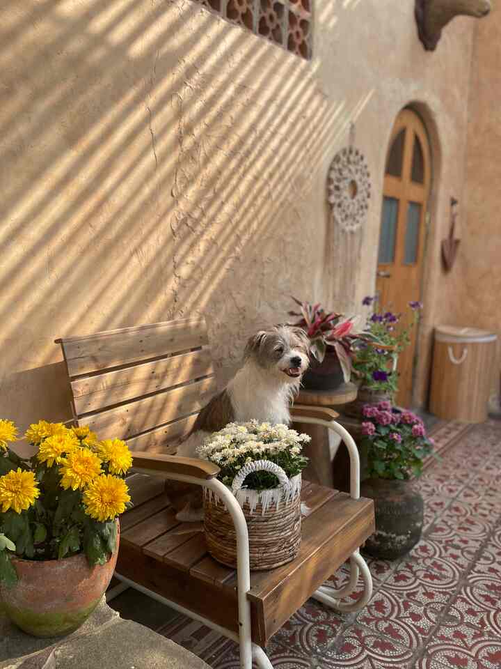 Halo dari teras kamar kami! salam dari wowi 🐾

#rumahwowi
 #rustichome
#rumah estetika
#taman pedesaan
#bunga
#rumah antik