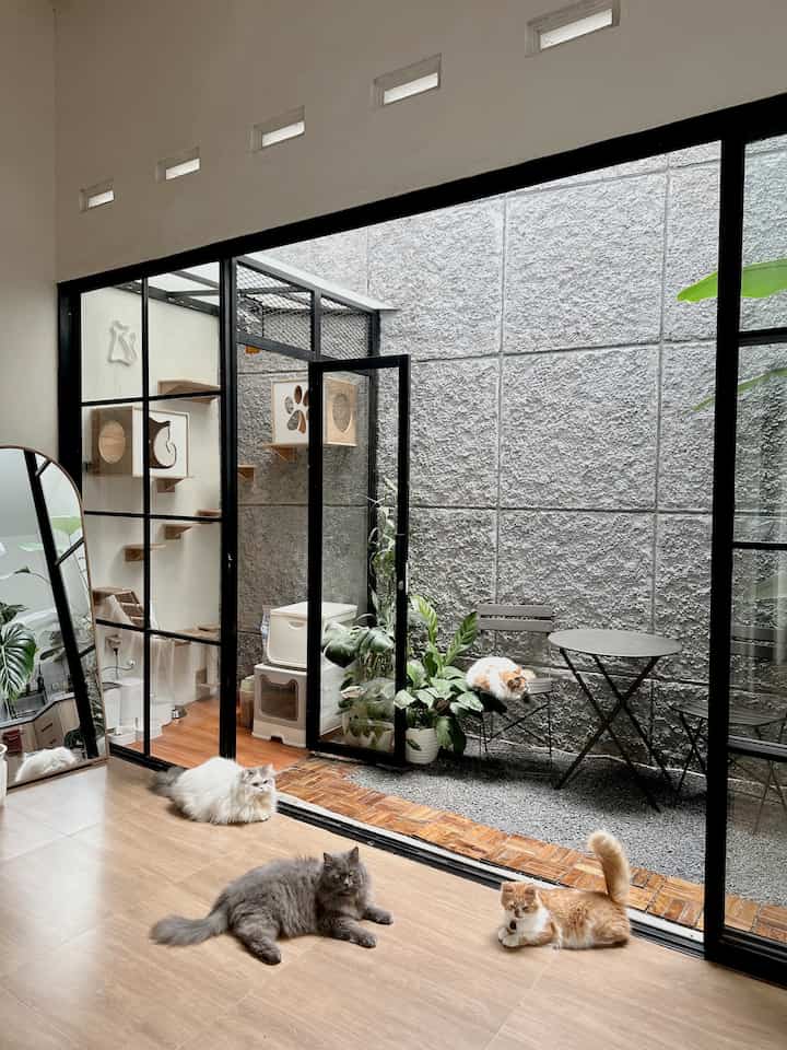 Natural-toned small indoor garden with large glass windows, cat playground, and multiple lounging cats in a cozy space