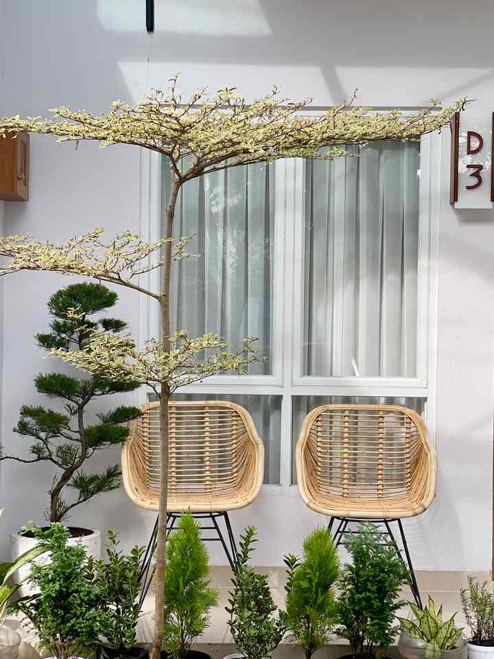 Teras minimalis estetik di rumah developer

Tampilan teras rumah developer ini sebetulnya sangat sederhana. Untuk mempermanis tampilan kami letakkan dua kursi rotan supaya bisa duduk cantik melihat suasana sekitar 😄. Perlahan mulai kami tambahkan juga dengan meja rotan di antara kursi ini, bisa taruh kopi pahit di pagi atau malam hari. Yang terpenting, ini juga sangat penting sebagai area terima tamu di luar rumah. Supaya makin seger, tanaman hias bisa jadi pilihan untuk teras.

Ada yang punya teras mini kaya gini juga? 
#terasrumah #tamankecil #rumahdeveloper #tangsel #85sqm #areadepanrumah #terracesimplestyle