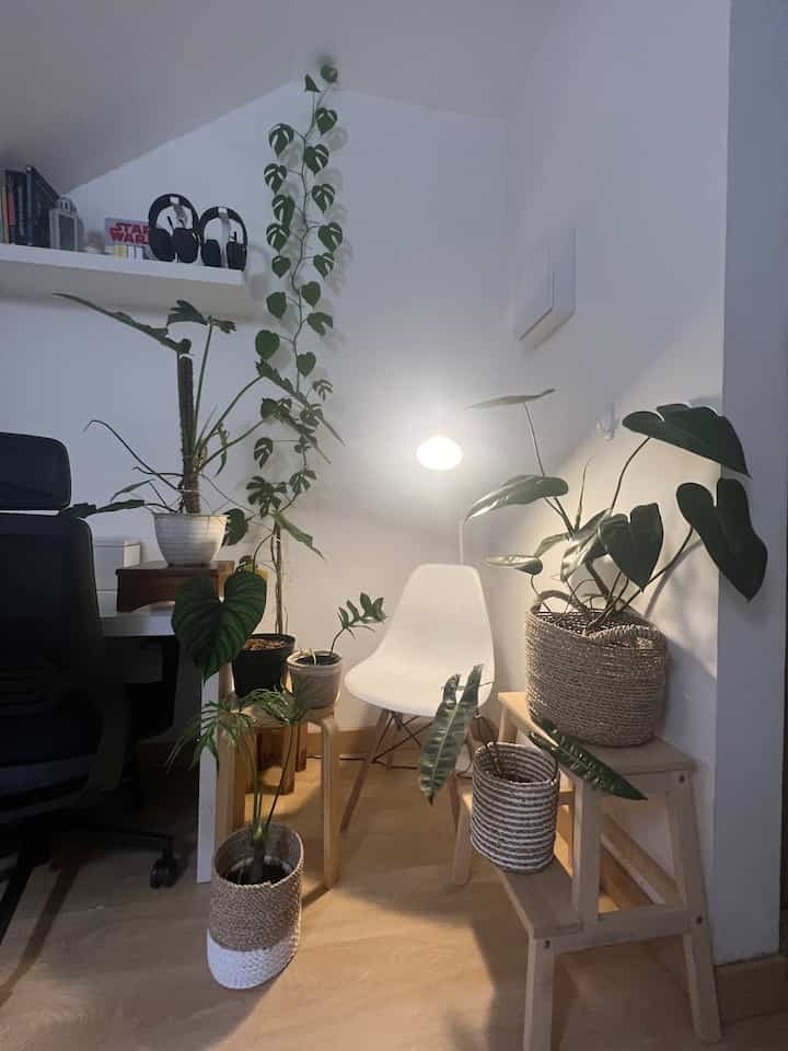 Tanaman indoor adalah salah satu item home decor yang murah dan praktis untuk menghiasi sudut ruangan. Agar tanaman yang ditaruh indoor tetap segar dan tidak layu, pilihlah tanaman berjenis aroid seperti Philodendron dan Monstera yang lebih kuat berada di tempat minim cahaya dan kelembapan.

#cozycorner #homedecor #houseplants #aroid #scandinavianhome