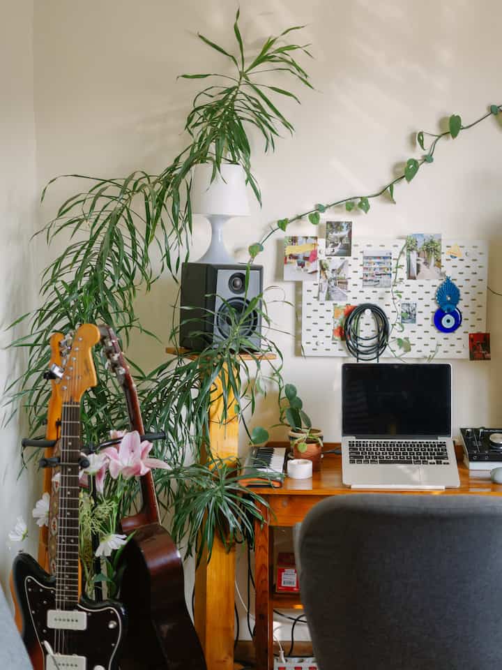 Postingan philodechamber