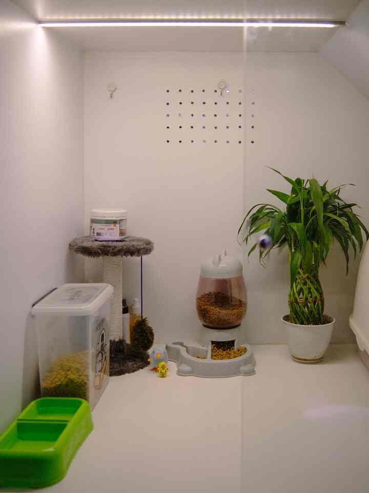 White-tone small cat room featuring storage containers, a cat tower, and a green foliage plant with a clean atmosphere