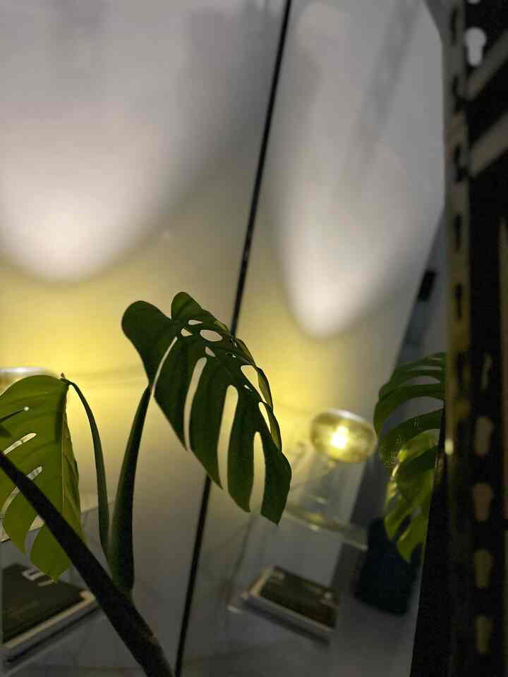 Minimalist corner space in white and green tones featuring a Monstera plant and simple mirror with stylish interior