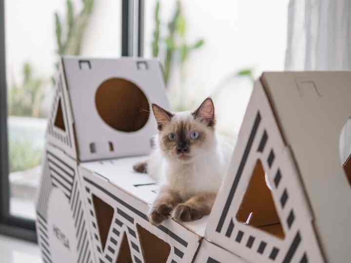 White and beige-toned pet space featuring a cat resting on a cardboard cat house in a cozy interior