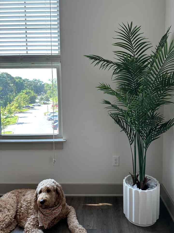My favorite corner of my apartment 🌿

Decorating a tiny corner thats beside a door can be challenging but this artificial tree fills the space perfectly! I have the 5.5ft tree and stuffed the planter with books to make the tree sit even taller.

#livingroom #livingroominterior #livingroomdecoration #treedecoration #indoortree