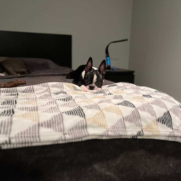 Black and gray toned bedroom featuring a bed with two dogs resting centrally, creating a cozy atmosphere