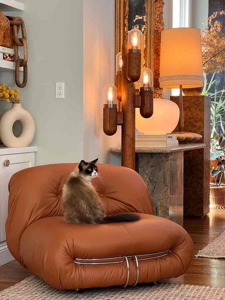 Welcome to our purr-adise! 🏡🐾 In this cozy living room, love and comfort converge as our two Ragdoll cats rule the roost with their fluffy paws and irresistible charm! 😻❤️ From lazy afternoons to playful evenings, they make our home a place of endless joy! ✨🛋️ #LivingRoomBliss #RagdollCats #FelineFriends