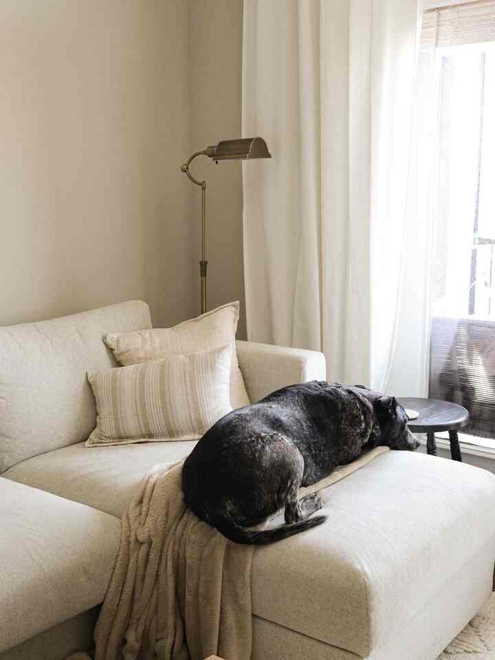 White and beige-toned living room with a beige sofa and a black dog lying on it; brass floor lamp to the left