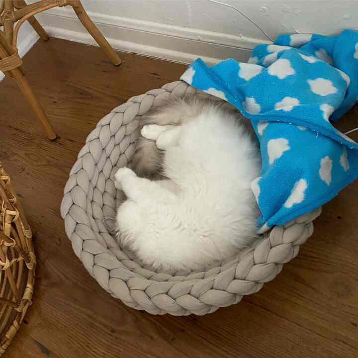Natural colored wooden floor with a gray knitted pet bed where a white and gray cat is curled up comfortably