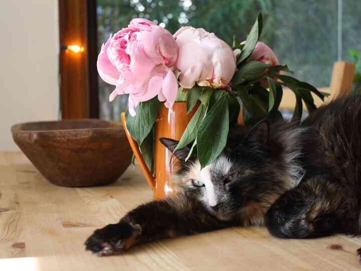 Natural wood tone dining table featuring a vase of pink peonies and a relaxed cat lying comfortably, creating a cozy dining space