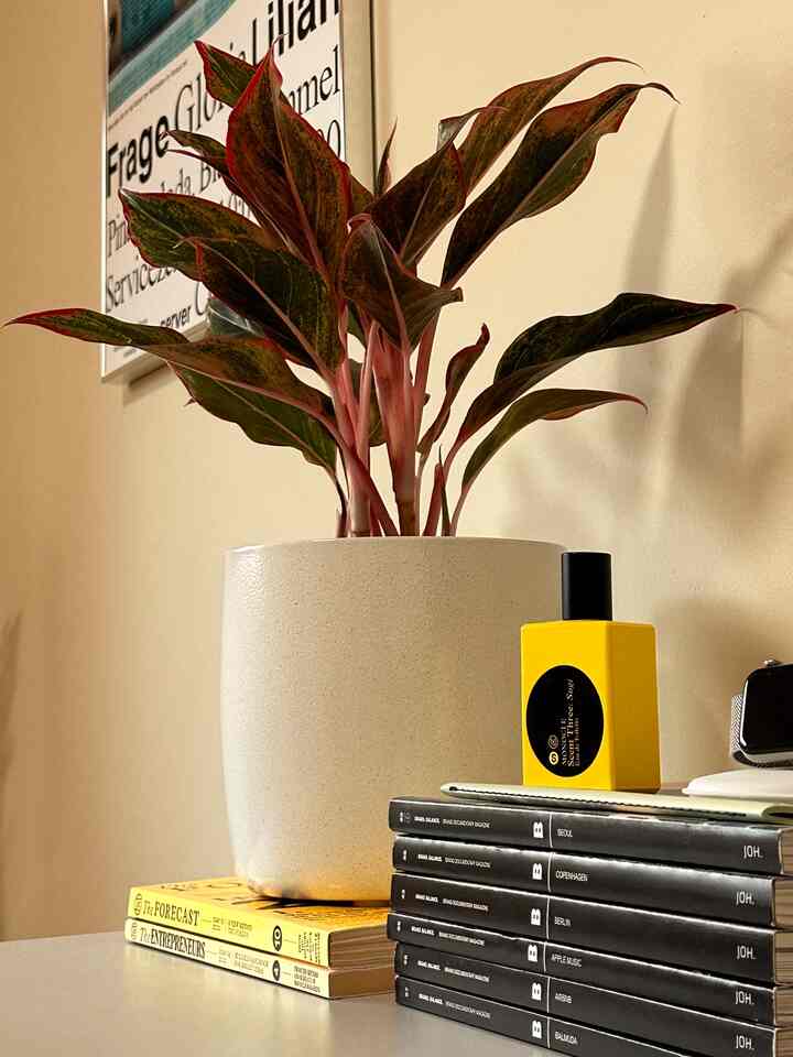Desk detail shot 📸

#midcenturymodern #monocle #plants