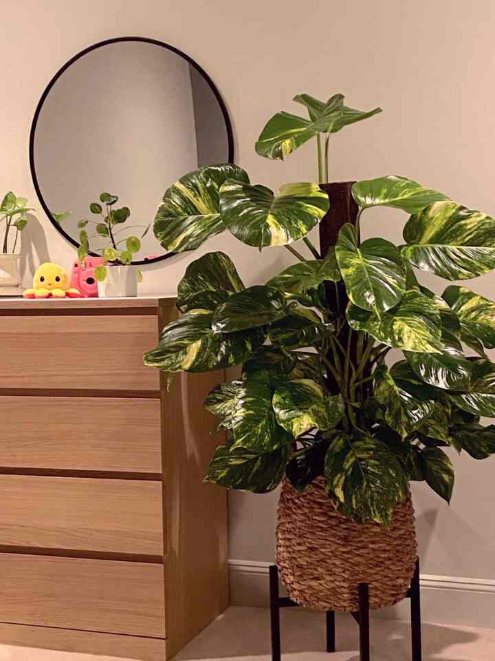 There's a big round mirror that reflects the natural light, making my mornings delightful 💫🌿 #wallmirror #bedroom #dresser