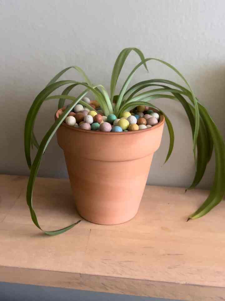 #plant #funkyplant #colorfulbathroom #plantshelf #plants 