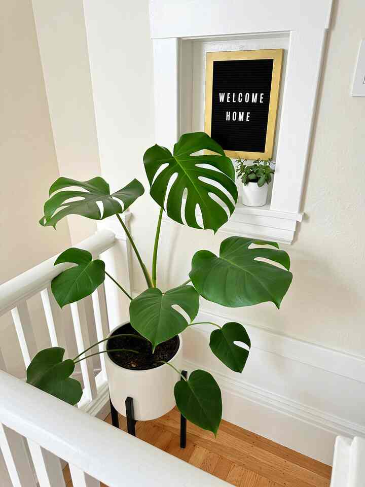 Always love being welcomed home by some thriving plant babies 🌱 
#entryway #stairs #plants 