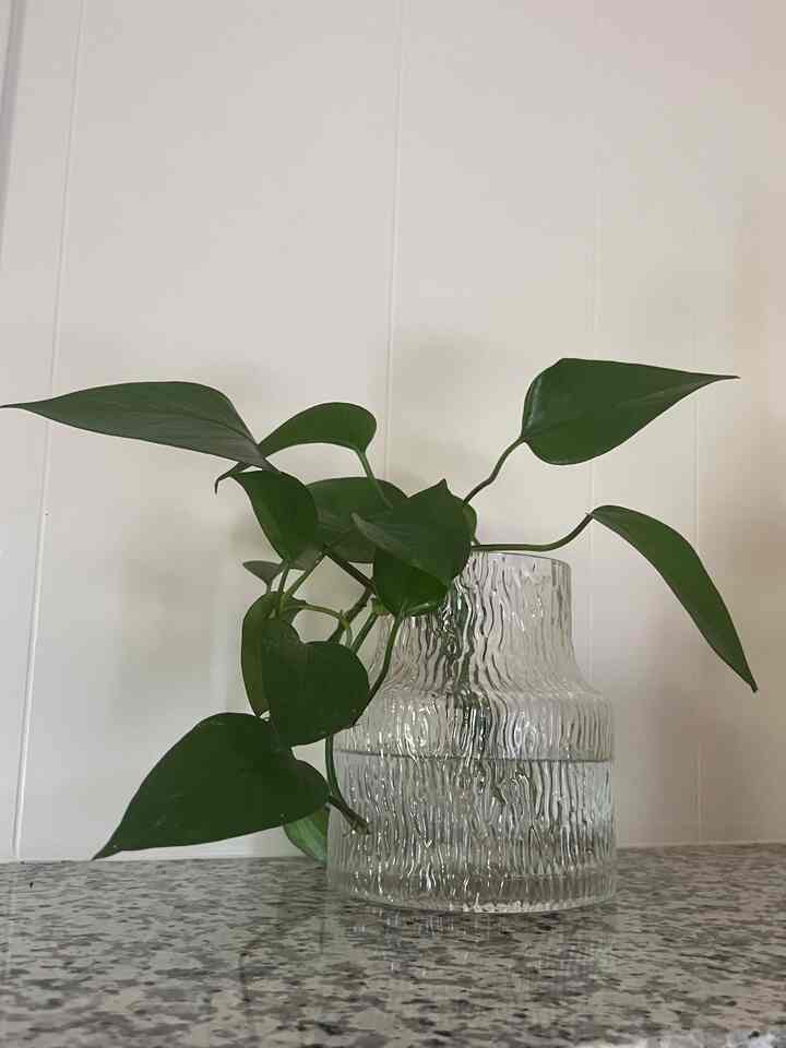 #plant #plants #vase #vasedecor #vintagevibe #vintageatmosphere #vintagemood #vintagevase 