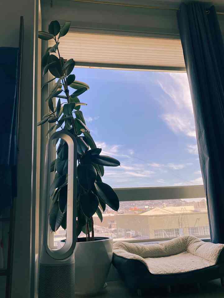 My dog is a true people-watching enthusiast, and I found the perfect way to indulge her curiosity! Using a monitor stand, I propped up his doggo bed, giving him the best view in the house. Now, he can comfortably lounge and observe the world with his cute little eyes #doggycorner #dogbed #window