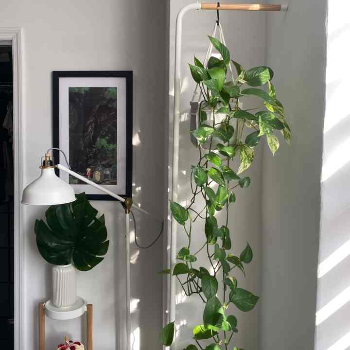 Bright and cozy corner space with white walls and natural plants arranged