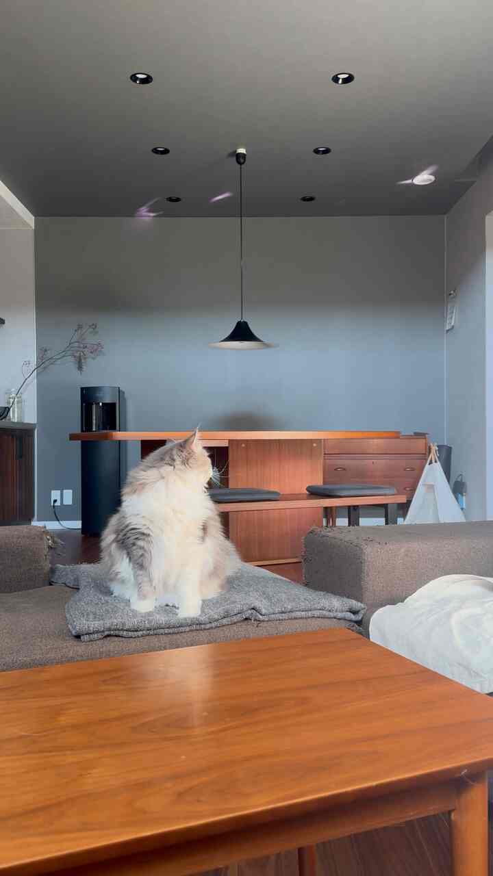 ナチュラルな木目調とモダンなスタイルのダイニングルーム、ソファの上に猫が座る雰囲気のある空間
