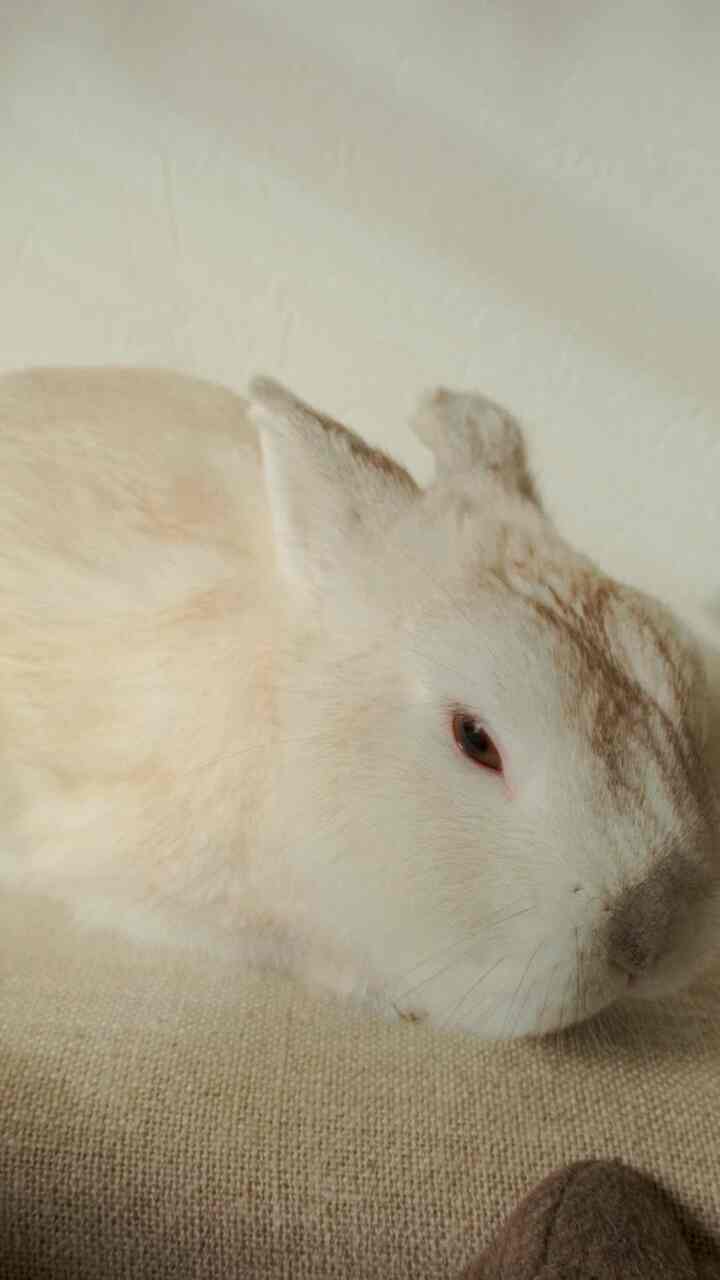 おもちの休日。

はじめての動画投稿🎥

#インテリア
#動画
#うさぎのいる暮らし
#お部屋
#暮らし
#アート