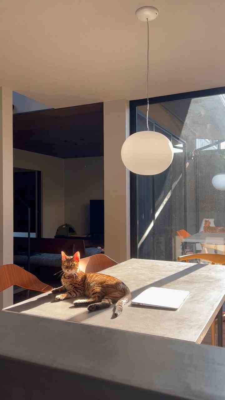 白とブラウンのモダンなダイニングルーム、日差しの中でテーブルに寛ぐ猫が配置された雰囲気のある空間
