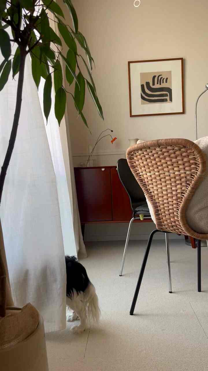 ナチュラルな色調のリビング、ベージュのカーペットとラタンチェア、白いカーテンの後ろに犬がいる温かみのある空間