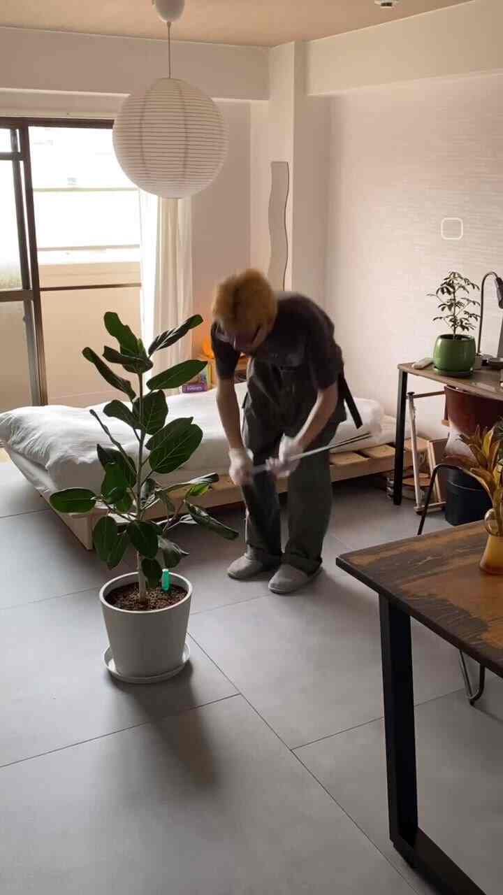 思い切りが大事🪴
　　
#ひとり暮らし #賃貸 #ワンルーム #賃貸一人暮らし #ワンルーム一人暮らし #和モダン #観葉植物 #フィカス #ベンガレンシス #ゴムの木 #フロアタイル #HAY #KANADEMONO #IKEA #サンゲツ #京都暮らし