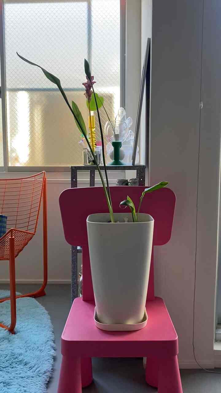 #IKEA #カラフルなインテリア  #ストレリチア