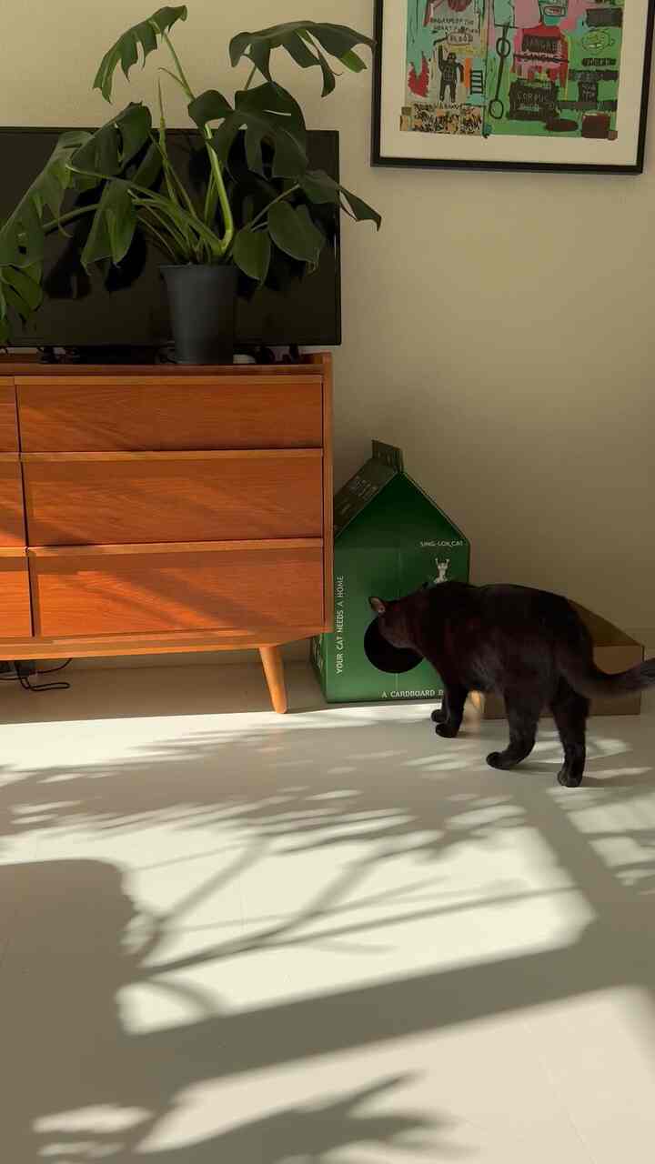 白い床と木目調のチェスト、大きな植物、緑のキャットハウスと黒い猫がいる温かみのあるナチュラルなリビングルーム