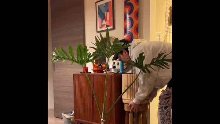 セロームを迎えたとき
また大きめの植物ほしいな🪴
#観葉植物 #セローム #midcentury #ミッドセンチュリー #カラフル #カラフルなインテリア #間接照明 #間接照明インテリア #acmefurniture