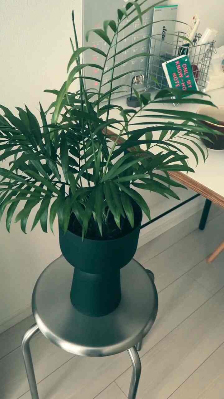 Telapak tangan 🌿Sangat mudah tumbuh dan kehadirannya tepat.
#Tanaman hias #テーブルヤシ #zarahome #スツール #スツールチェア #チェア