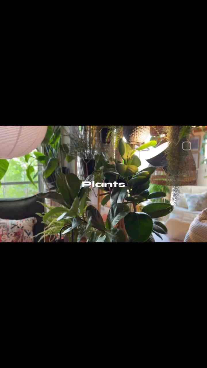 風と植物が醸し出してくれる心地良い雰囲気🌿

#plants #植物インテリア #植物のある生活 
#植物を育てる #リビング植物 #リビング照明 
#趣味生活 