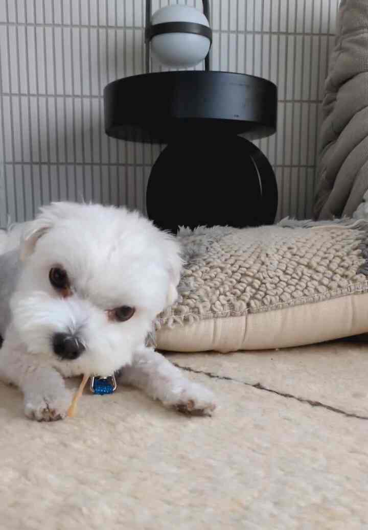 ひたすらオヤツを食べる犬🐶
#リビング #リビングインテリア #犬がいる暮らし #犬との暮らし