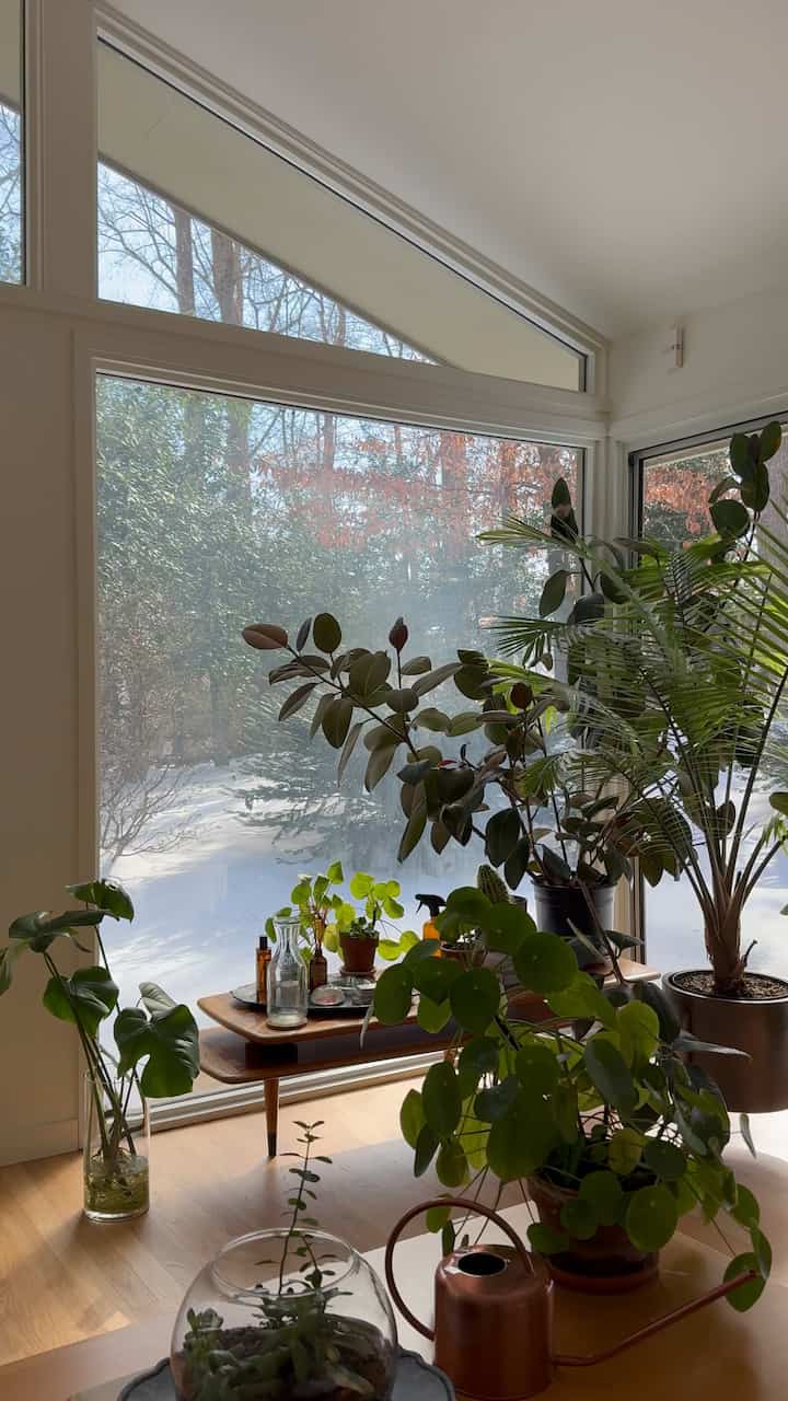 Plants in the bedroom #bedroomdecor #planterior #roomdecor