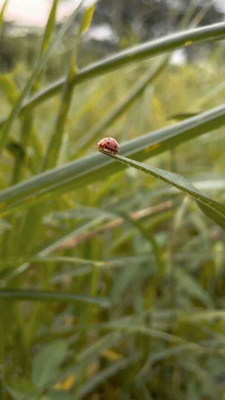 Bangun Rumah 2Lantai 180jt 😍
-
Luas Tanah Angka House 72m2 ( 6 x 12 m )
Luas Bangunan 45sqm 
Atapnya menggunakan dak cor full dari depan hingga belakang, karena rumah tumbuh kita bangun 1 lantai dahulu, Materials menggunakan bata merah 
-
Kenapa ko bisa semurah itu?
Karena kita mendesain rumah sendiri, rumah berkonsep Minimalist tidak memerlukan banyak ornament / hiasan tertentu, mungkin kesederhanaan ini yang membuat murah 

#ShortVideoContest #Rumah #home #homestagram #homedecor #angkahouse #45sqm #homeinspo #progress 