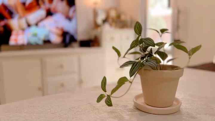 Styling ruang mungil dan memadupandankan ruang mini agar berguna walaupun mungil :
• Livingroom 
• kitchen
• corner space
• music space 
• cleaning space 
Dll
Dengan ukuran mungil 4m x5m rumah bisa tetap bermanfaat dengan dekorasi aesthetic di dalam rumahnya #homestylingvideo #videohomedecor #inspirasidekorrumah #livingroom #kitchen #musicroom #ruangtamu #aestheticroom 
