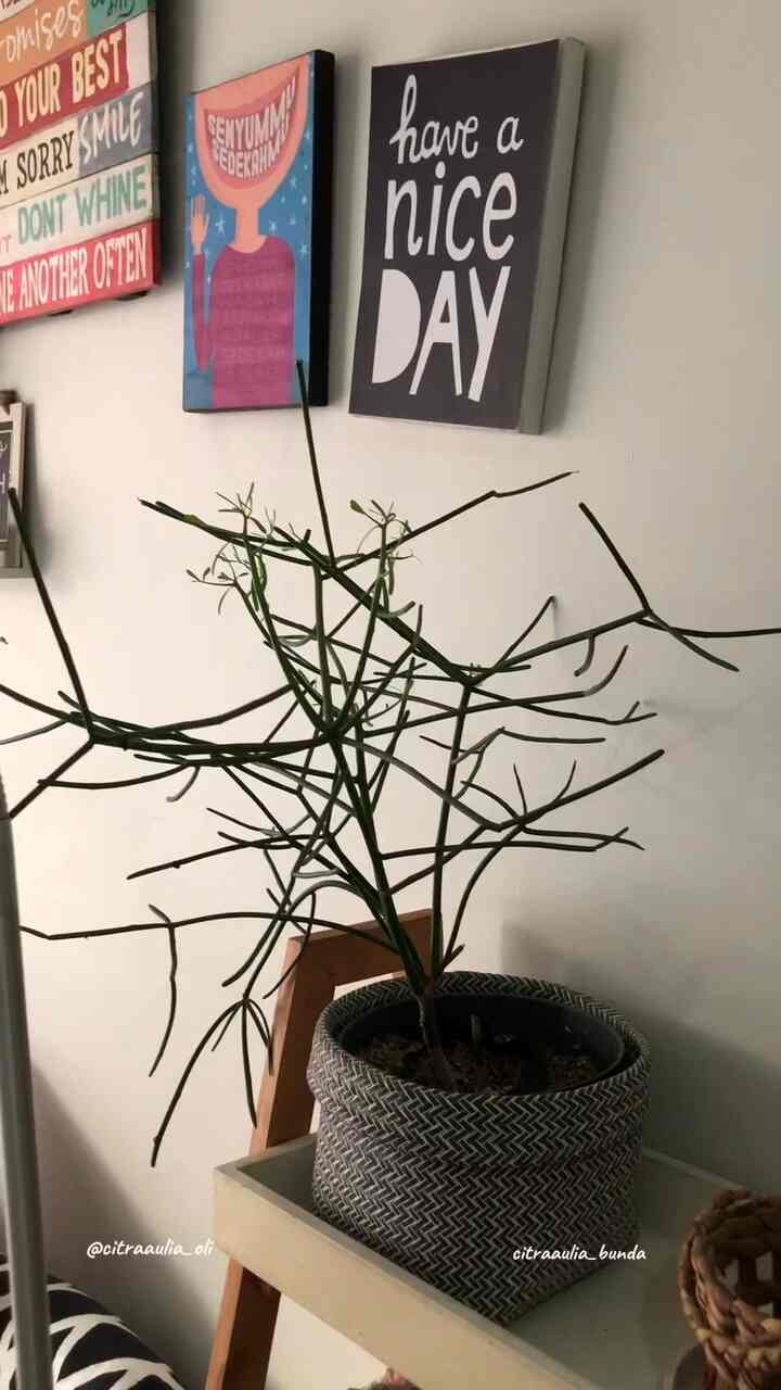 selamat hari rabu! Semoga minggu depan Anda menjadi minggu yang luar biasa!

sinar matahari pagi dari ruang kerja saya. Pintu kaca besar seperti mimpi masa kecil menjadi kenyataan. 

#decorlowbudget #jakartabarat #workspace #cozyhome #plantmom #homestagram #cozynest