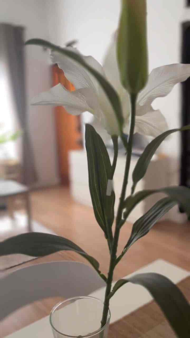 Suasana di rumah calathea #calatheahouse #rumahinspirasi