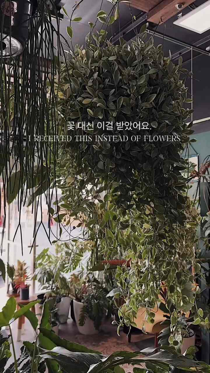 New plant 🌿

#Planterrier #plant #plantinterior #hangingplant #livingroom #livingroominterior #livingroomdecor #shelf #Bluetoothspeaker #transparentspeaker #diffuser 